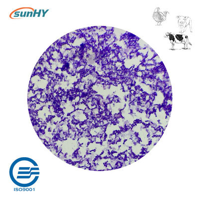Complex 20 Billion Cfu/G Probiotics For Animal Powder Form