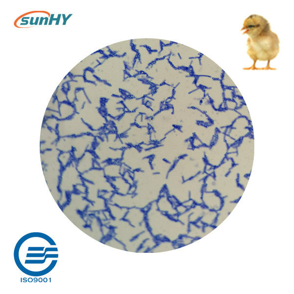 Granule 10.2 Billion Cfu/G Probiotics For Animal Microbial Feed Additives