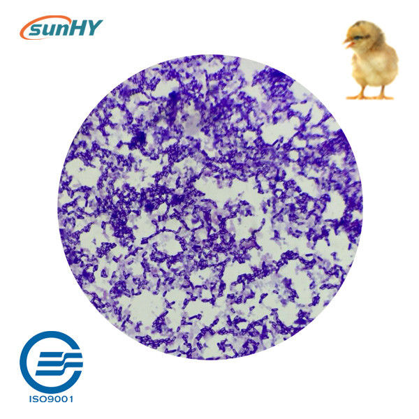 Multi Strain 5.1 Billion Cfu/G Probiotics For Animal ISO9001
