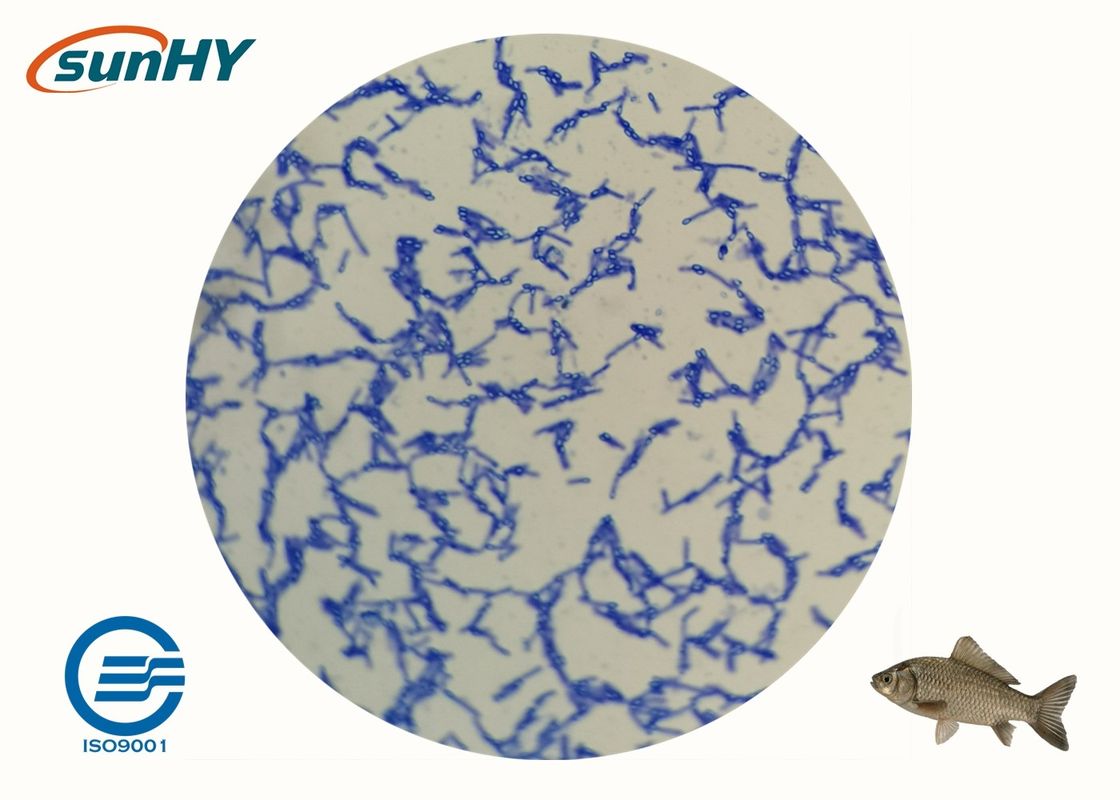Zeolite Carrier Promote Digestion Probiotics For Animal Bacillus Subtilis Probiotic